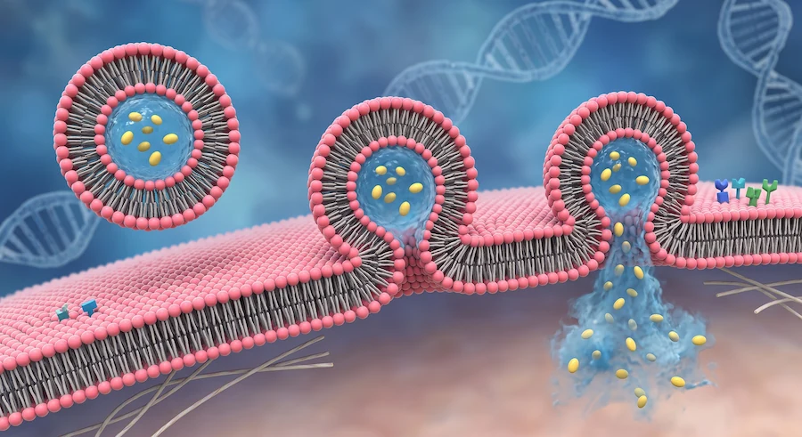 liposomal technology molecules releasing nad+ so it can be absorbed