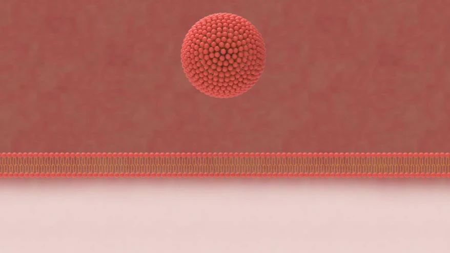 liposome nad capsule