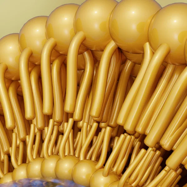 Why Liposomal Delivery Matters 