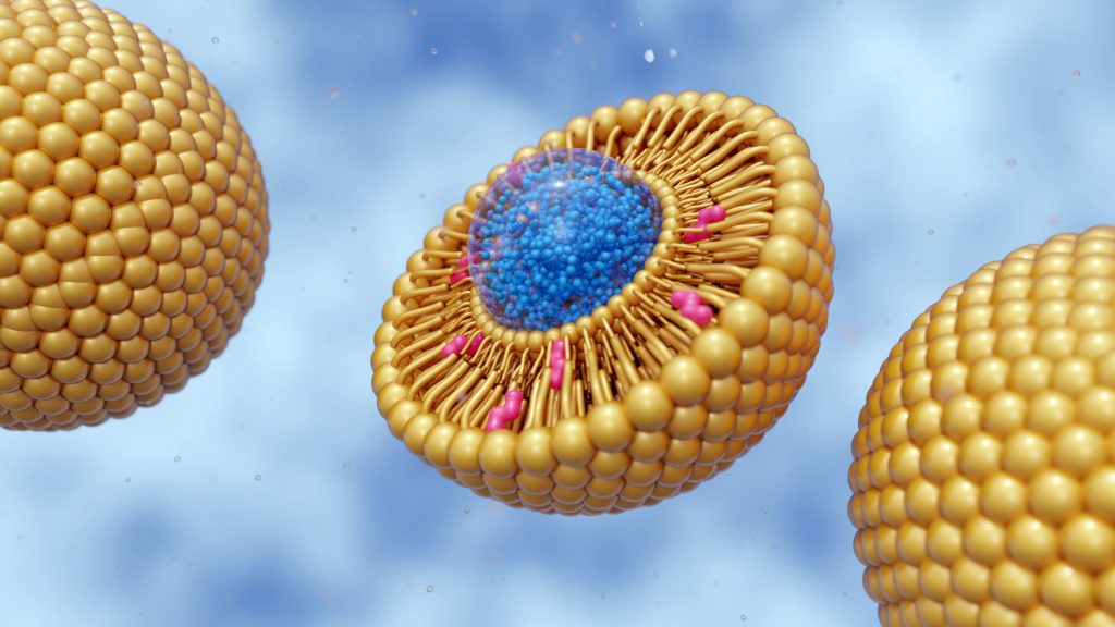 image of the inside of liposome showing how liposomes can contain active ingredients