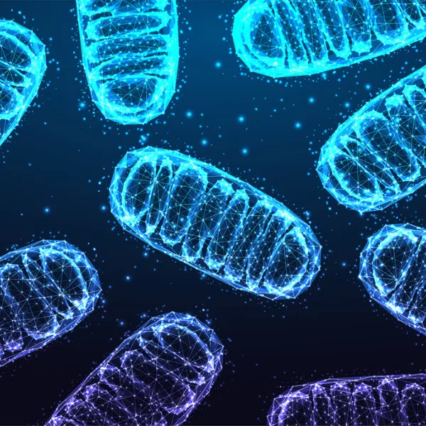 Mitochondrial Health 