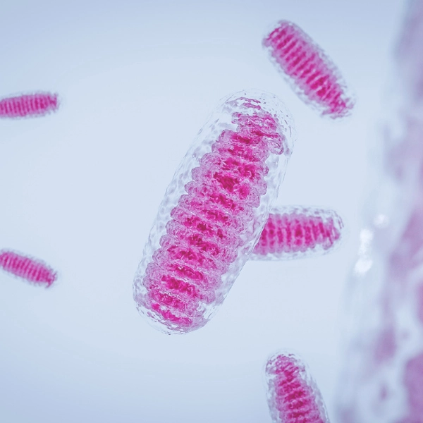 Mitochondrial Health